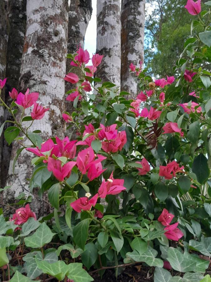 Dos Pinheiros Holiday home