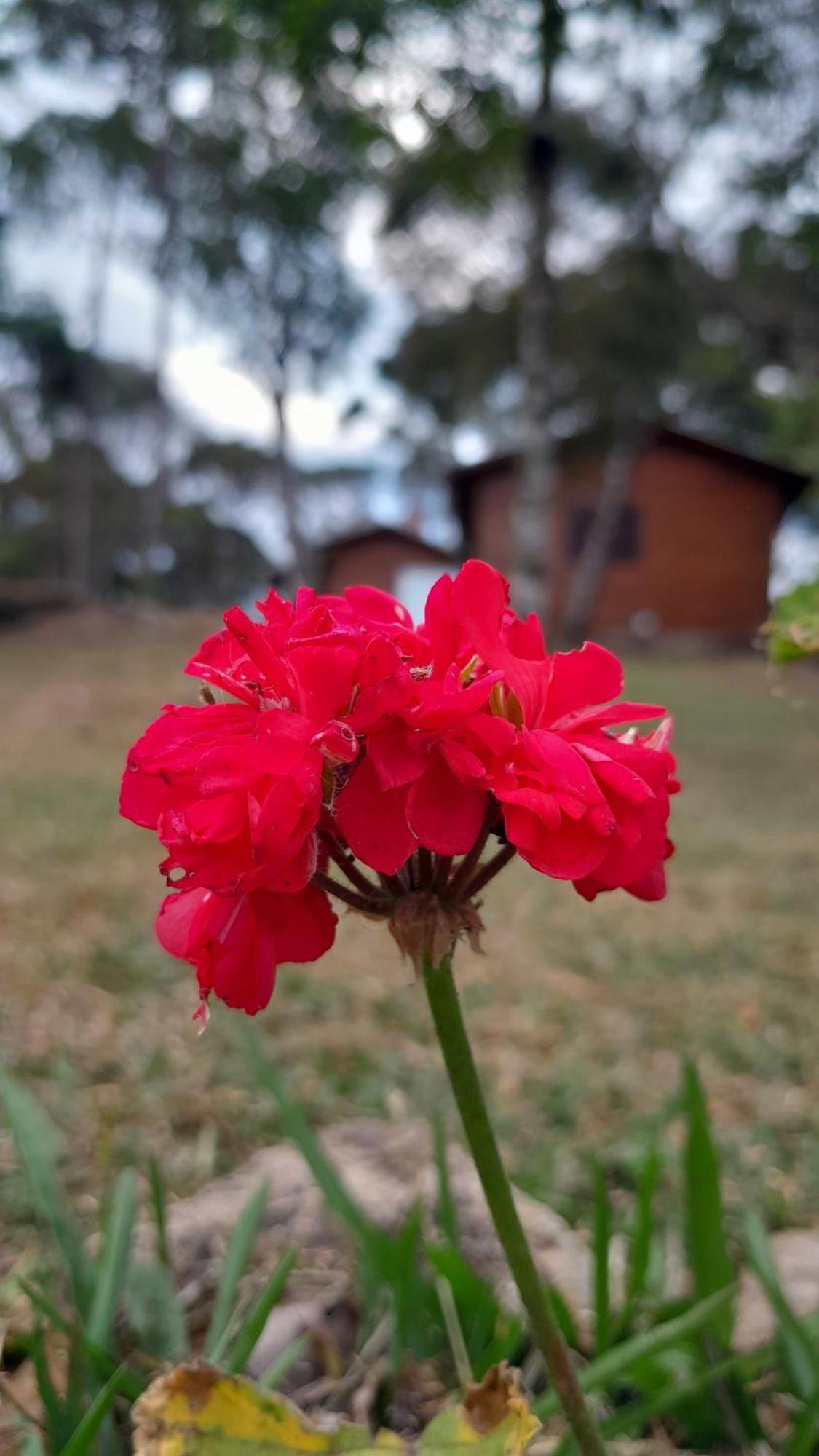 Holiday home Dos Pinheiros Sao Francisco de Paula (Rio Grande do Sul)