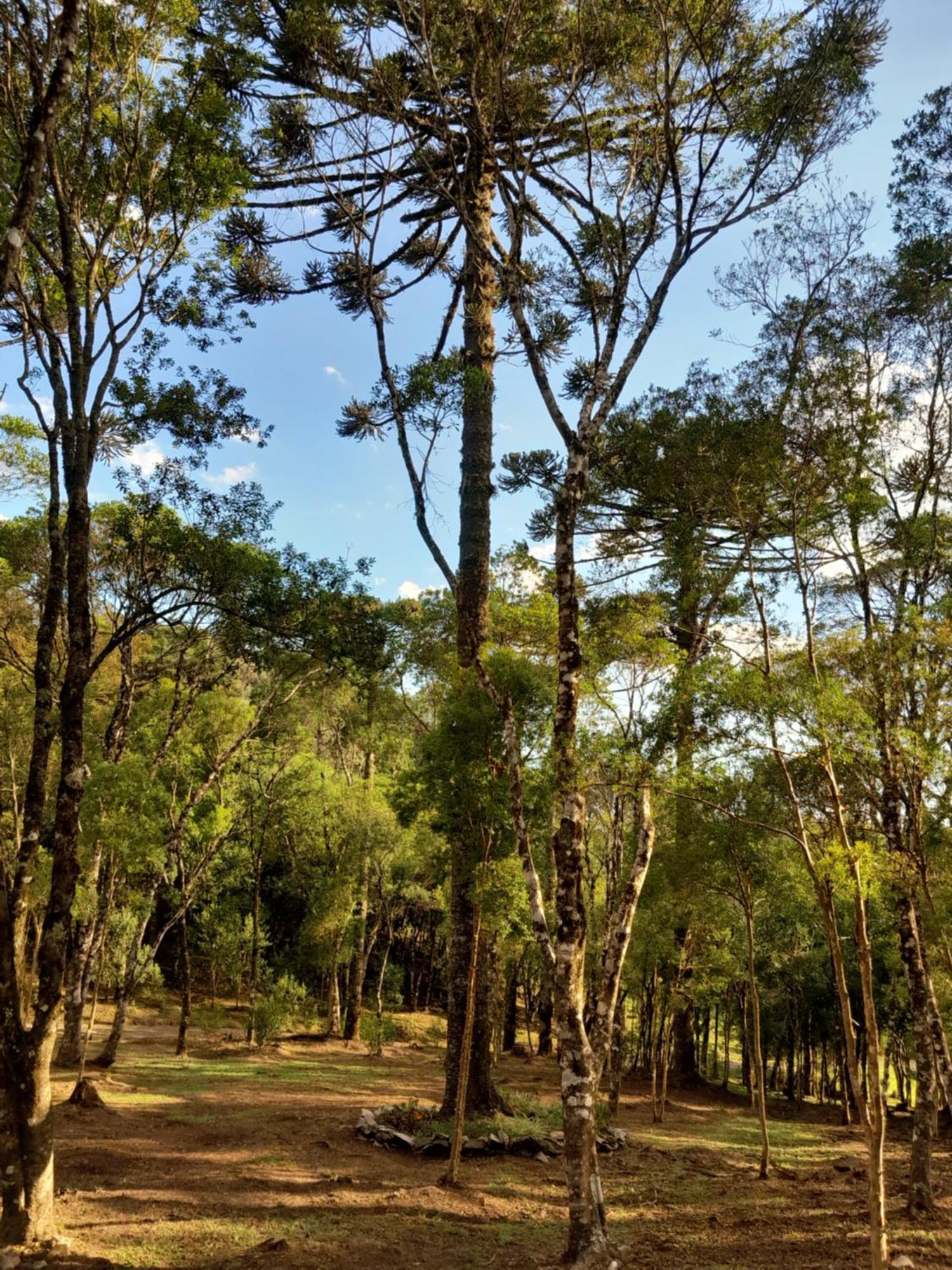 Holiday home Dos Pinheiros