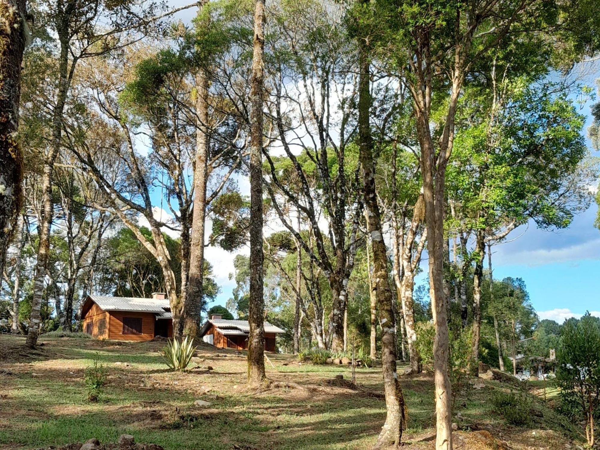 Dos Pinheiros