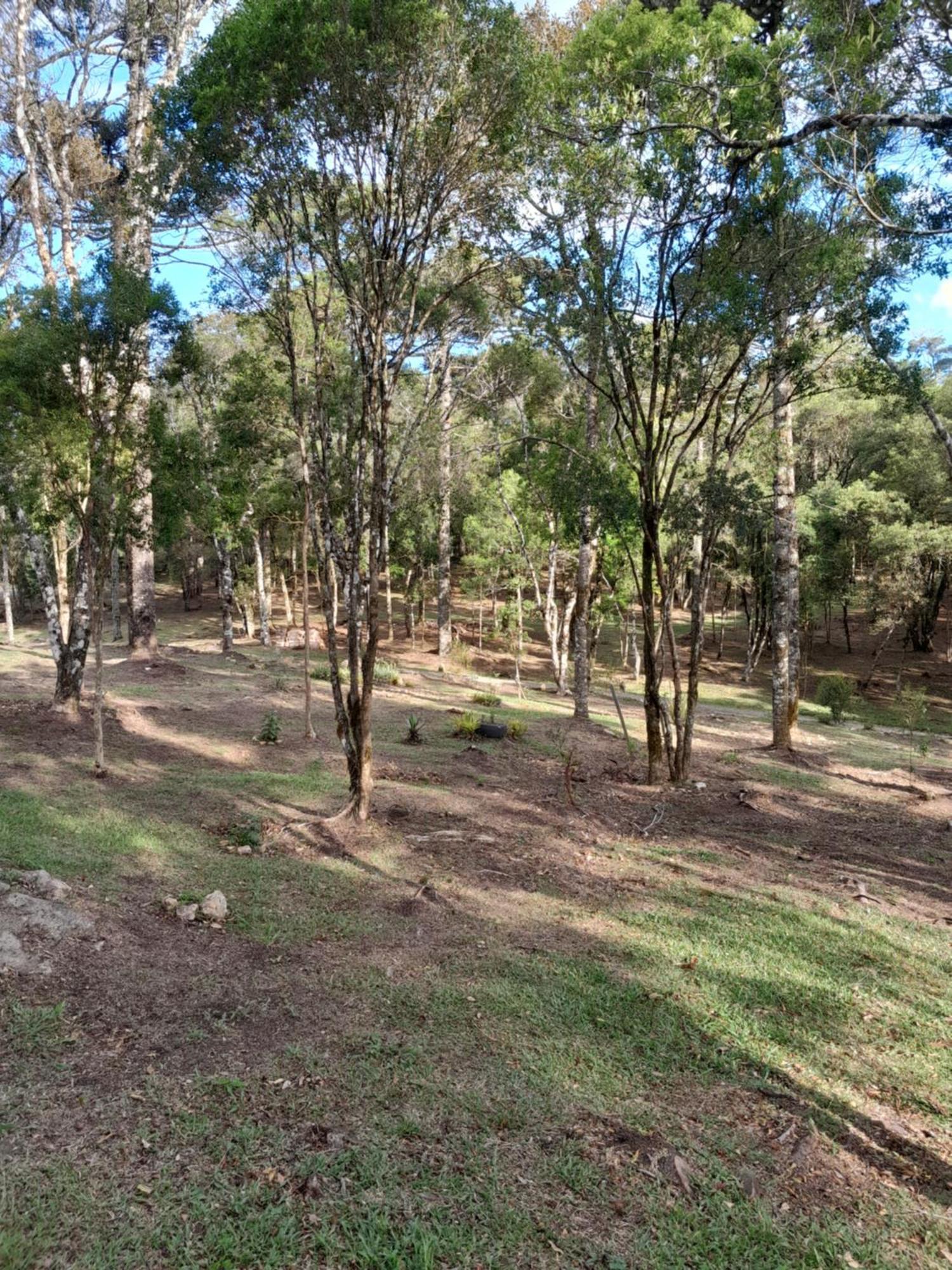 Dos Pinheiros Holiday home *