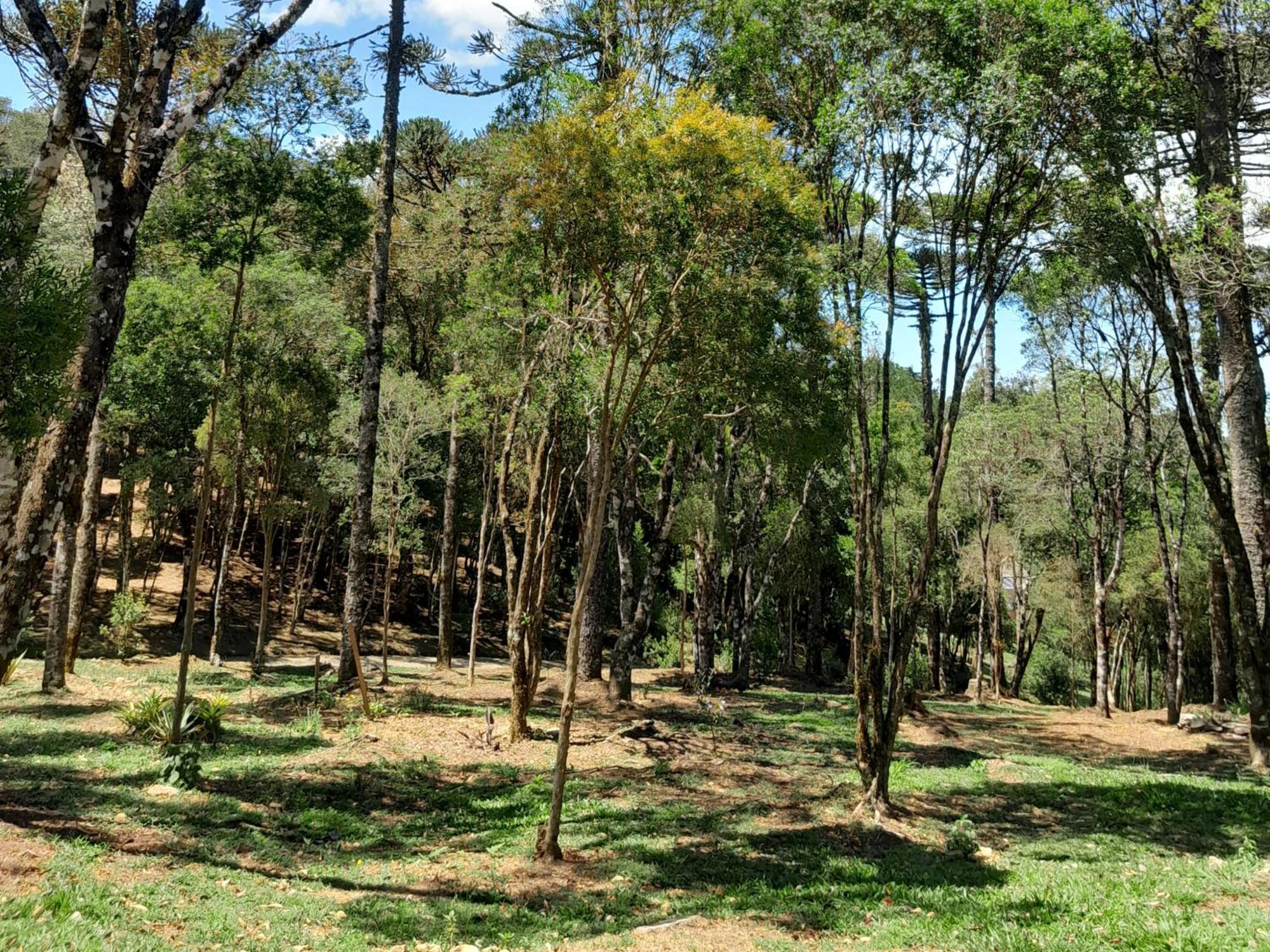 Dos Pinheiros *