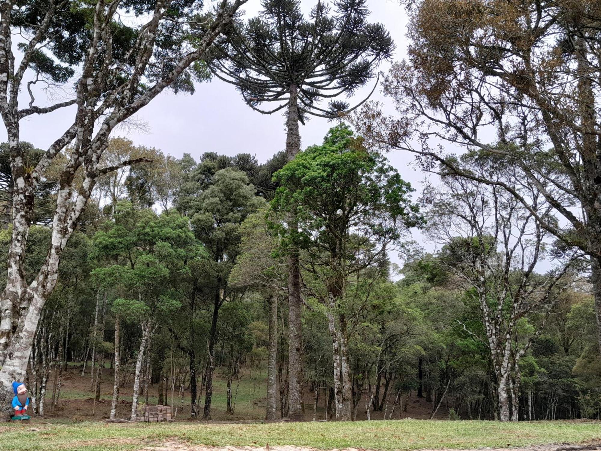 Dos Pinheiros Sao Francisco de Paula (Rio Grande do Sul)