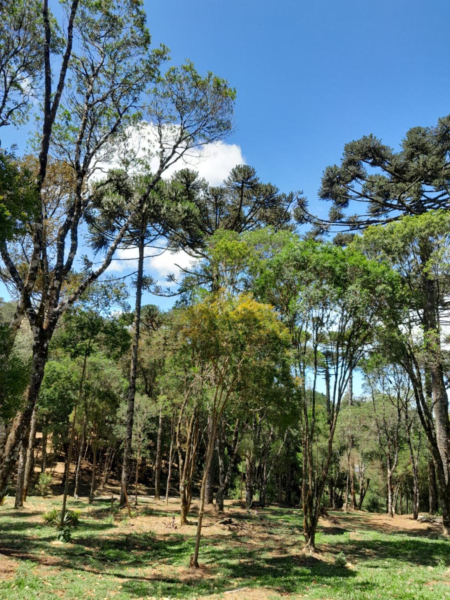 Dos Pinheiros Holiday home *
