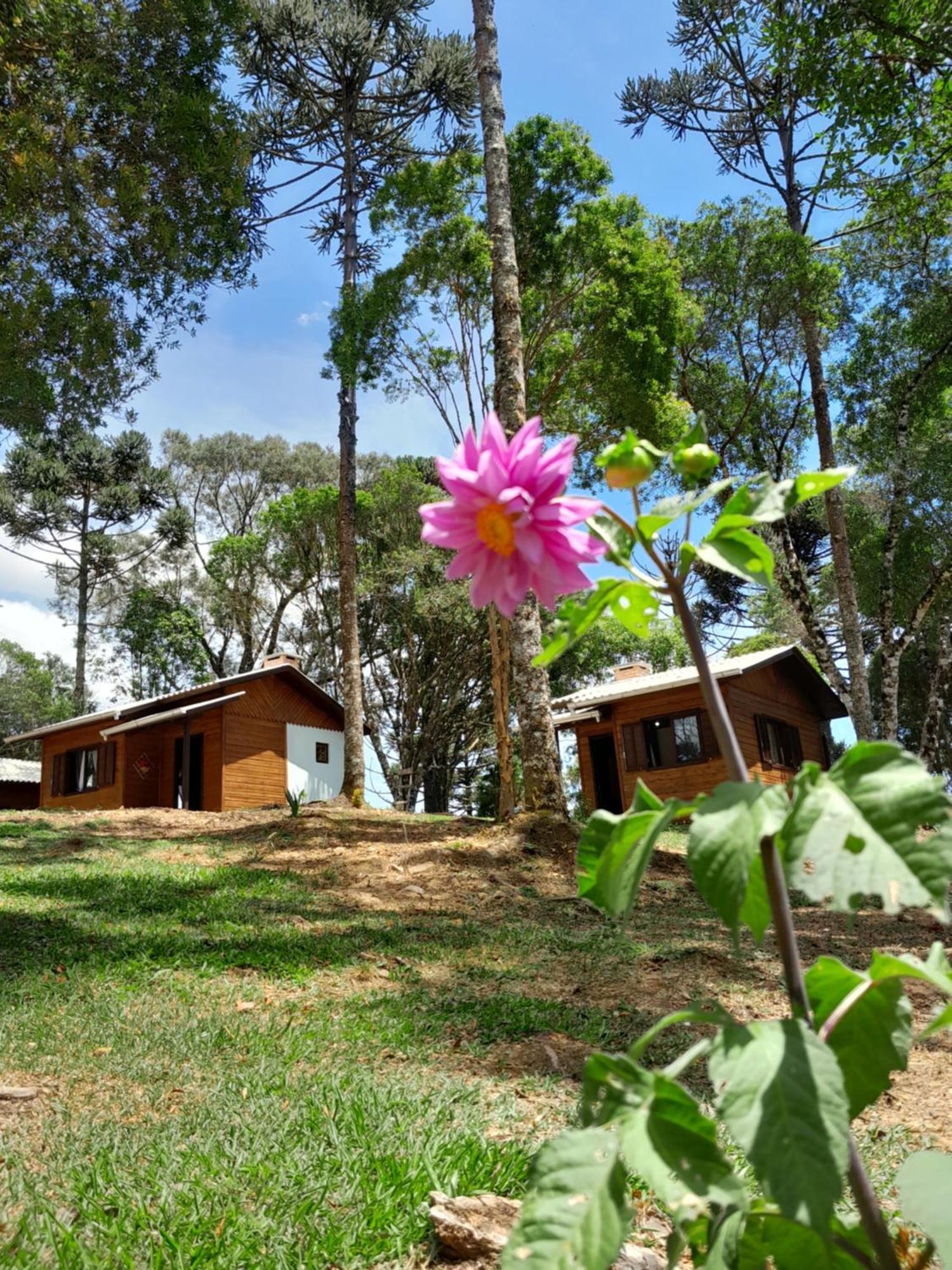 Dos Pinheiros Holiday home *